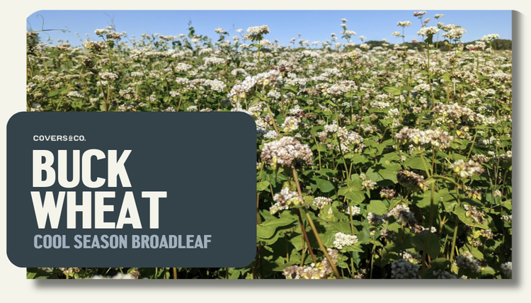 Buckwheat (1%)
