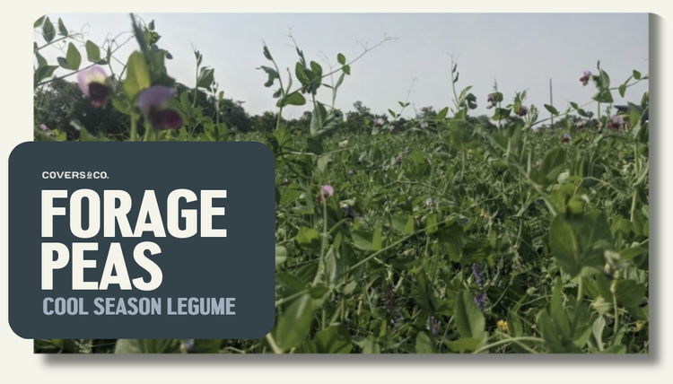 Forage Peas (21%)