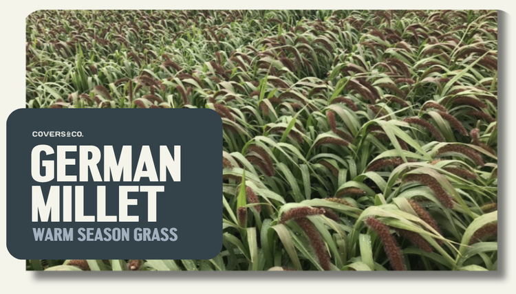German Millet (3%)