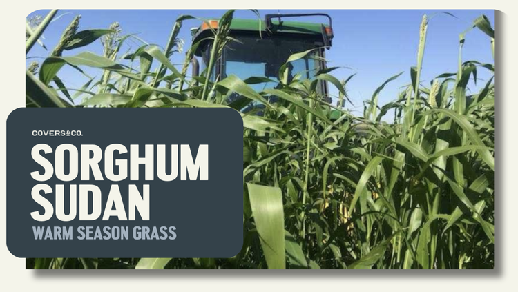 Sorghum Sudan (3%)