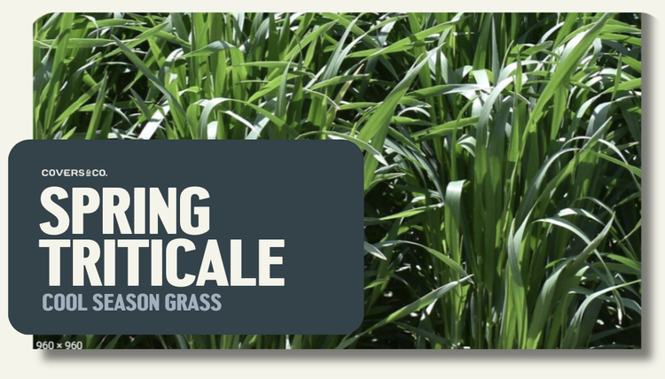 Spring Triticale (6%)