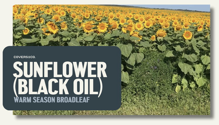 Sunflower Black Oil (1%)