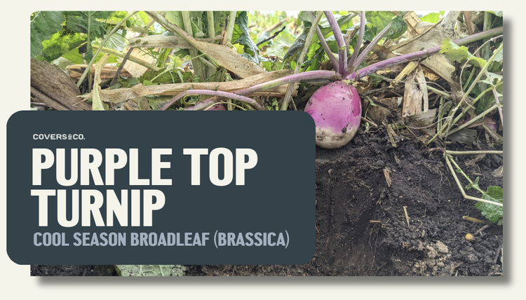 Purple Top Turnip (1%)