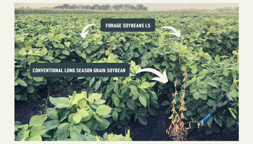 Forage Soybeans LS — A Plant Diversity Company