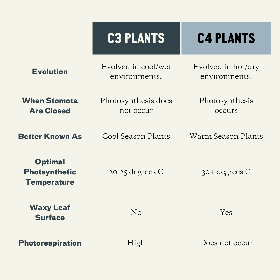 c3-plants