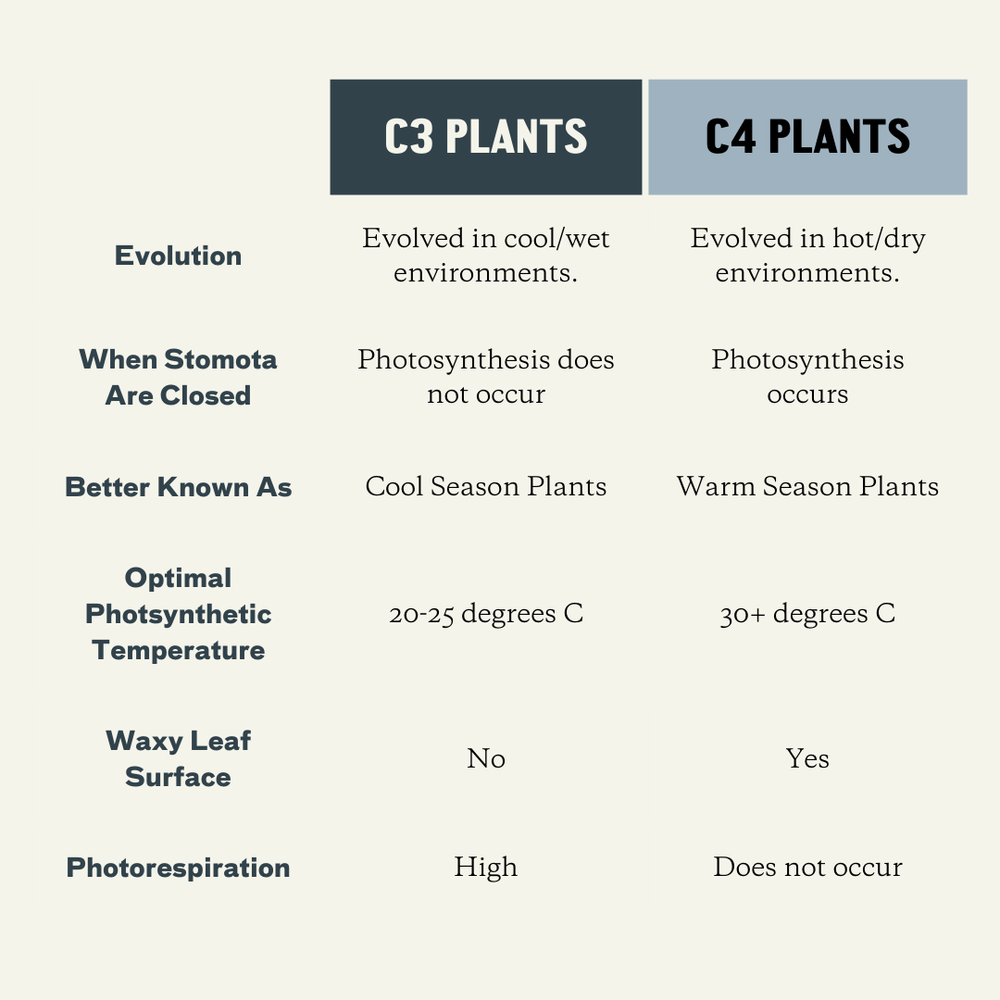 c4-plants-a-plant-diversity-company
