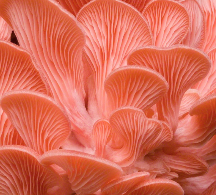 Screen Shot 2020-08-21 at 4.07.55 PM.png