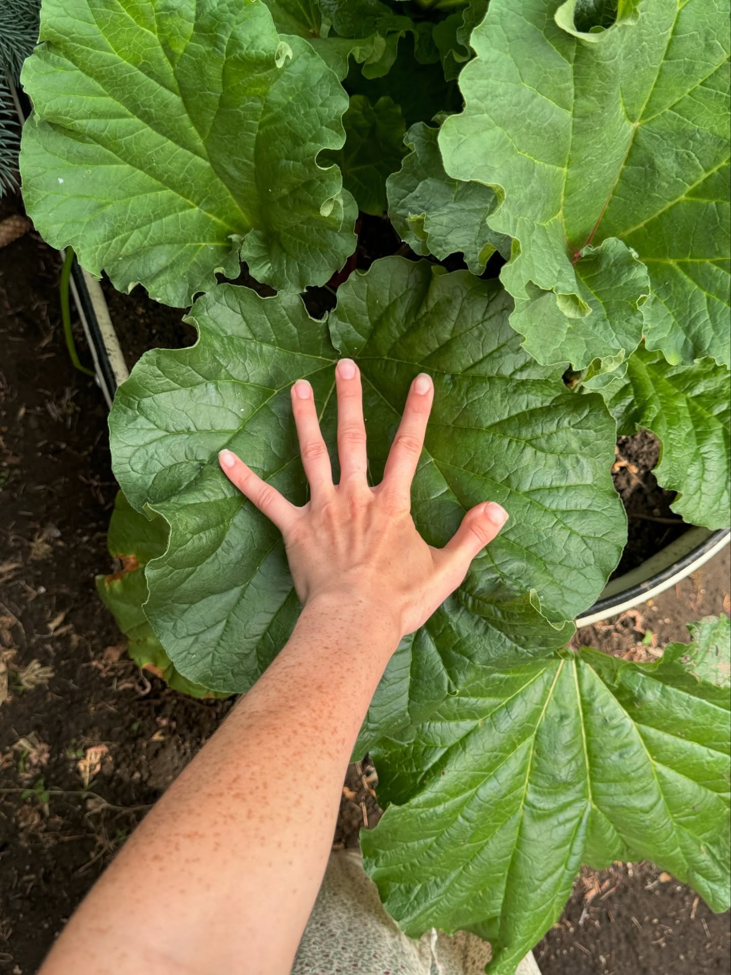 June ☀️

1. Rhubarb!
2. Recreating a photo we took 6 years ago
3. Soaking in the sun 
4. Lake days
5. Before the wallpaper went up&hellip; 👀
6. Mornings in my garden
7. Family bike rides
8. Z+D
9. Evening walks 
10. Annie found my bread 😆
11. Cuddl