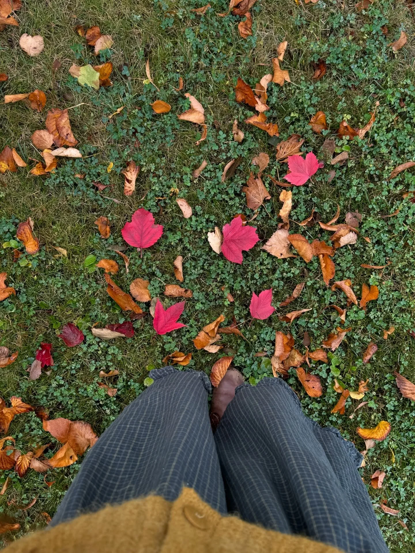 Life lately 🍁
