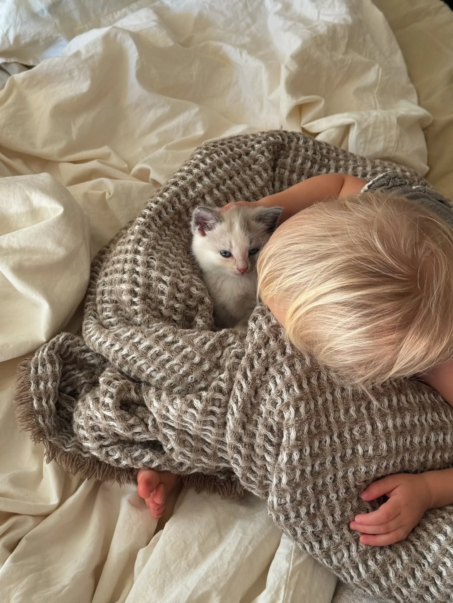Did we go into the week thinking we would be bringing a kitten home? No. But here we are 🙈

Meet Pearl, the newest member of our family. She is the happiest kitty cat and already deeply loved&hellip;. so much so, that we had to set up a timer schedu