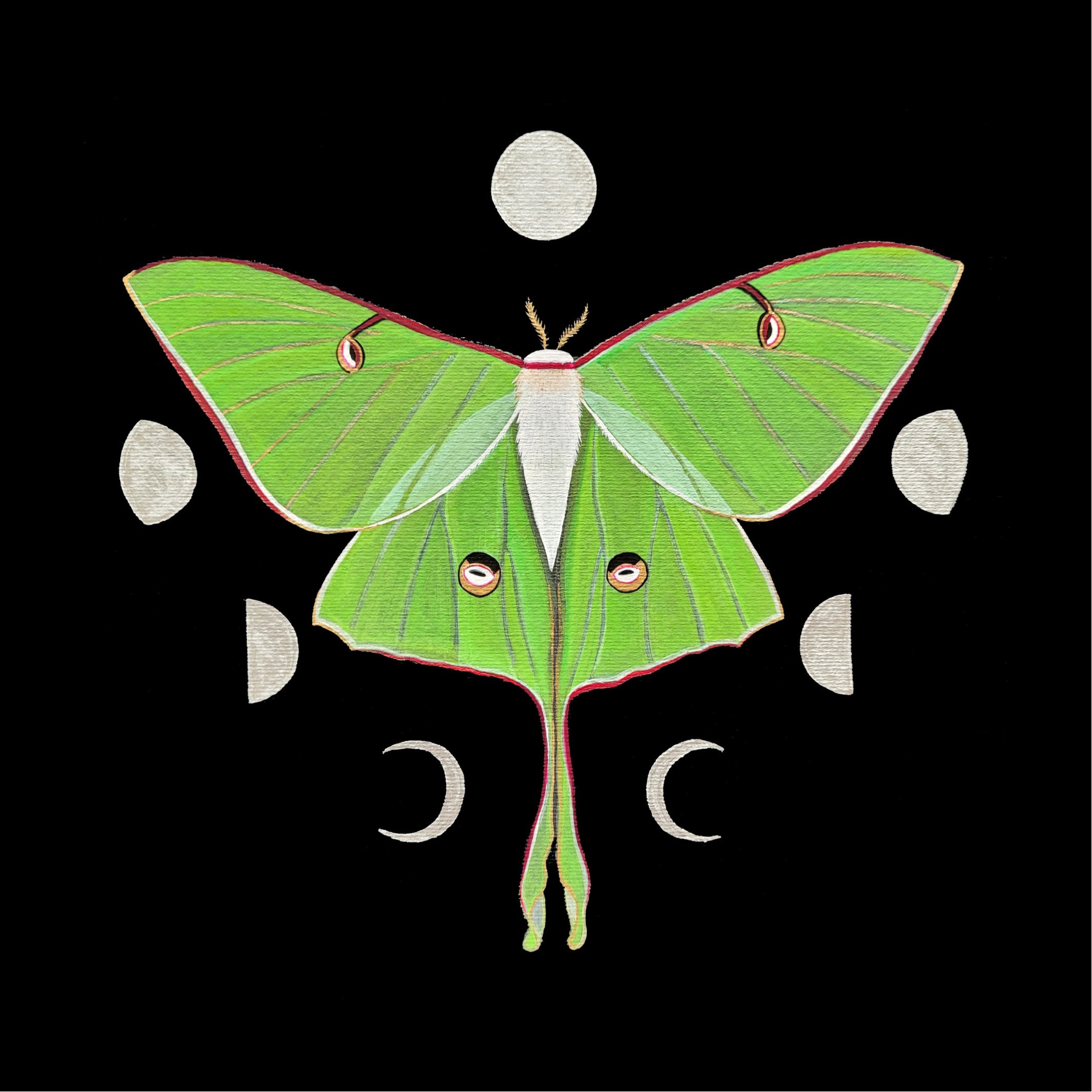 Coaster Luna Moth.jpg