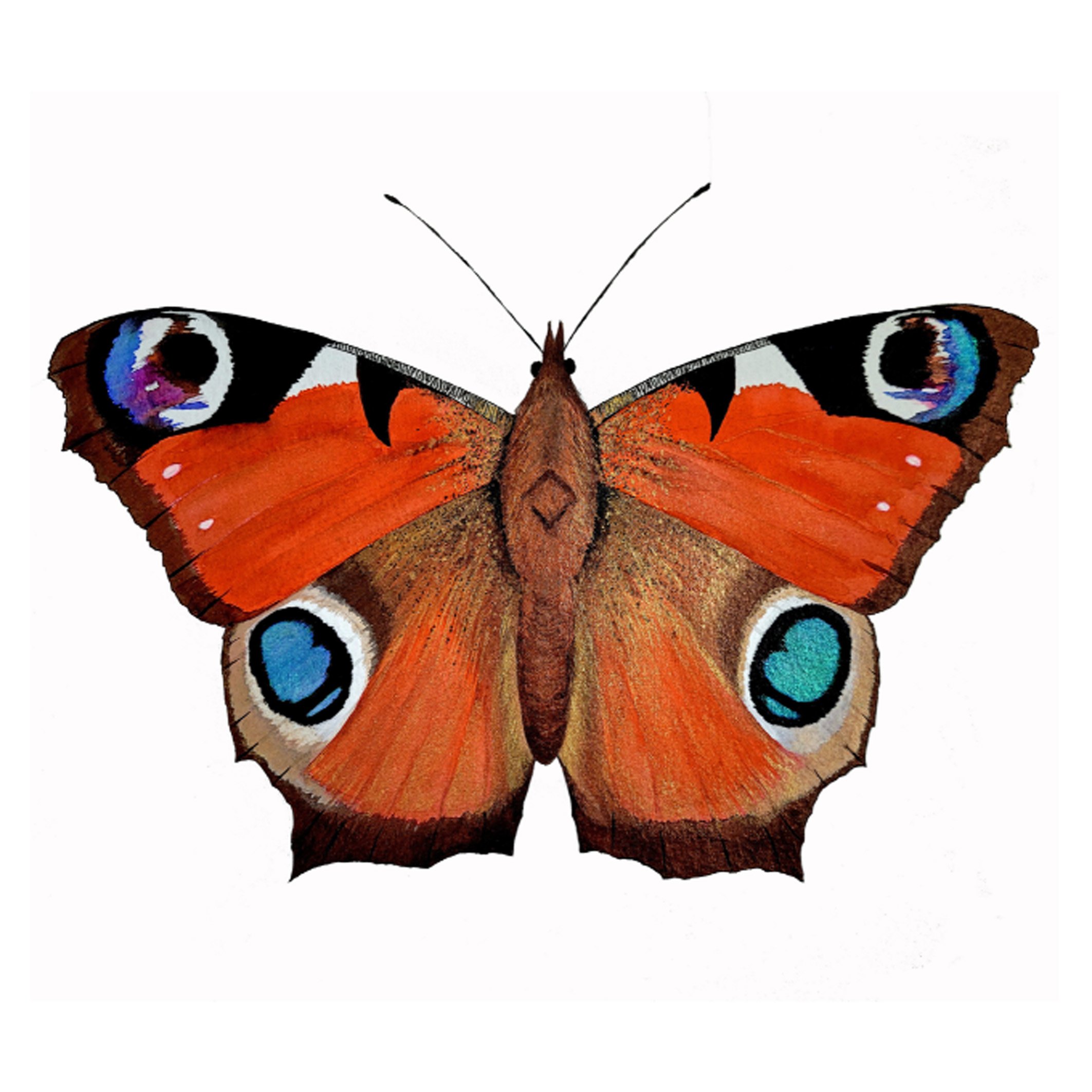 Coaster Peacock Butterfly.jpg