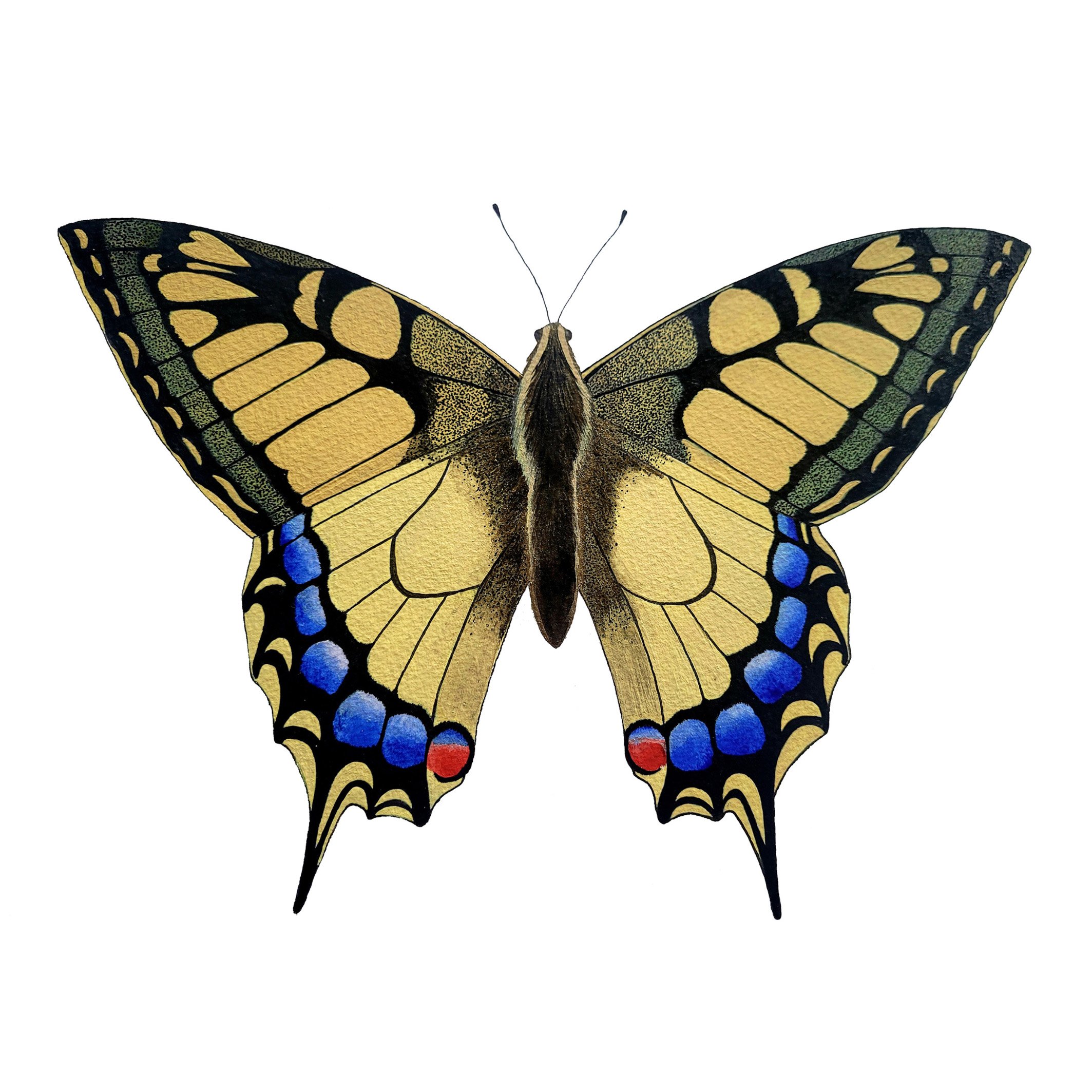 Coaster Swallowtail Butterfly final.jpg