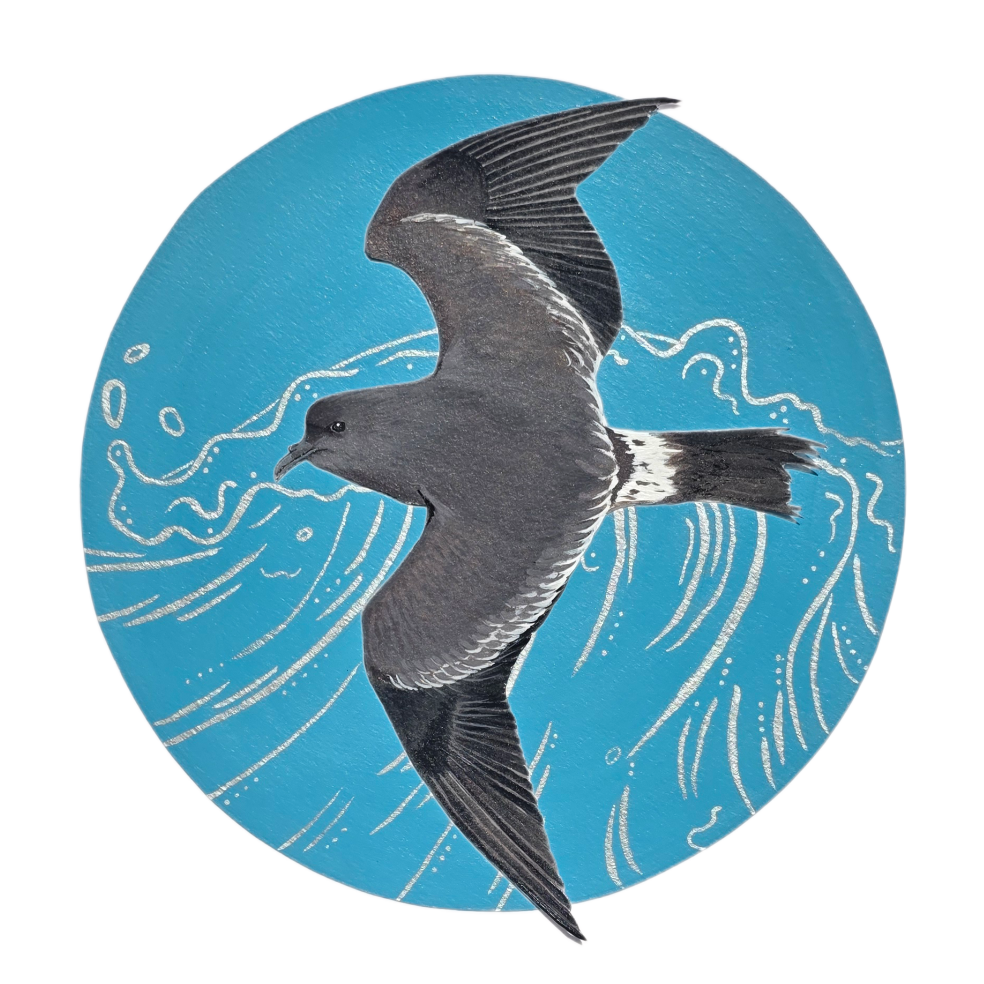 Storm Petrel.png