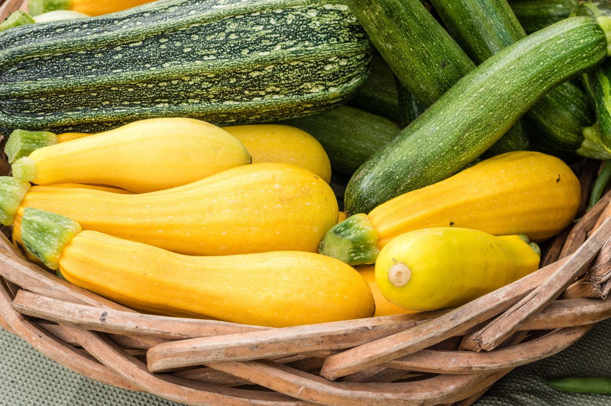 Squash n Zucchini.jpg