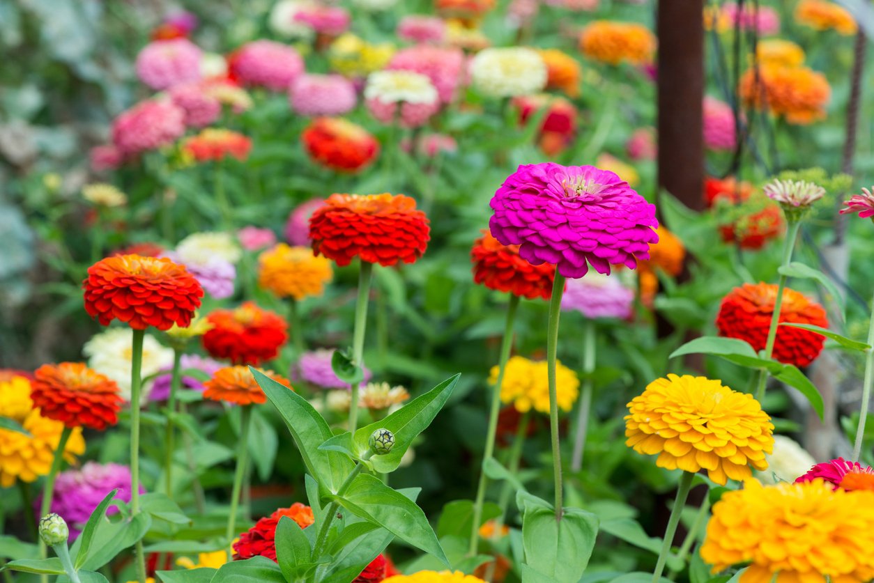 zinnia.jpg