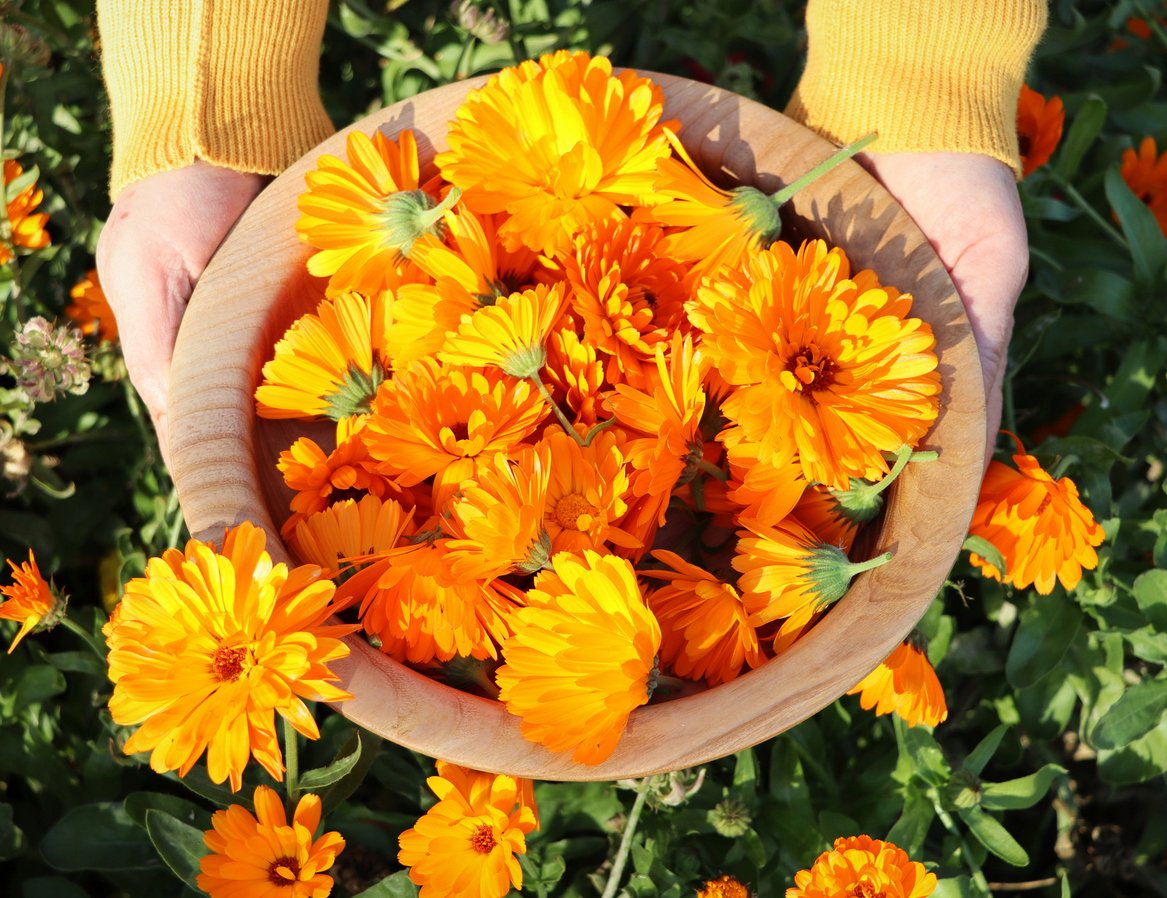 calendula.jpg