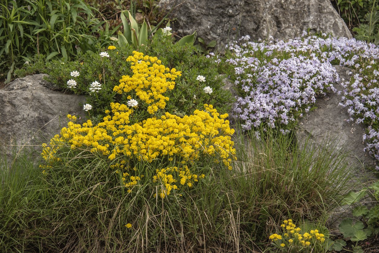 alyssum.jpg