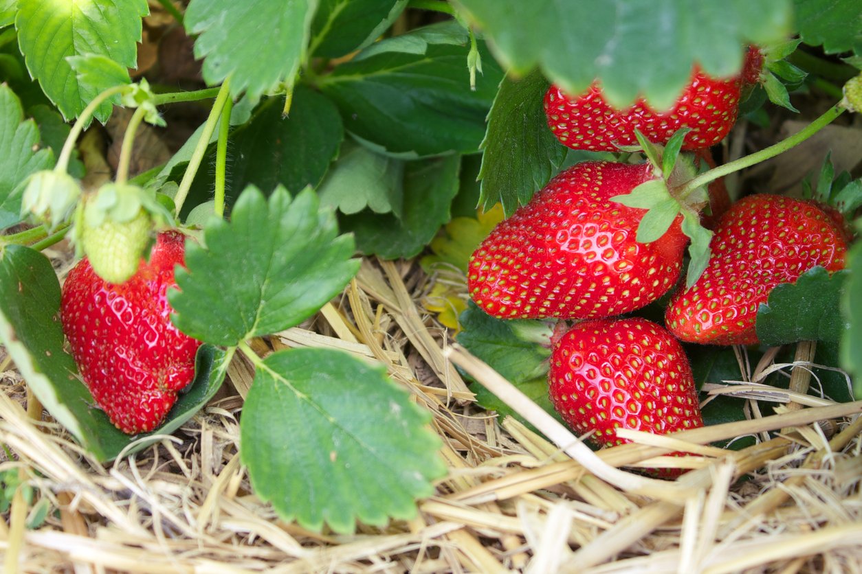 strawberries.jpg