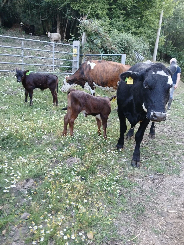 PROUD COWS BRING CALVES BACK TO FARM!