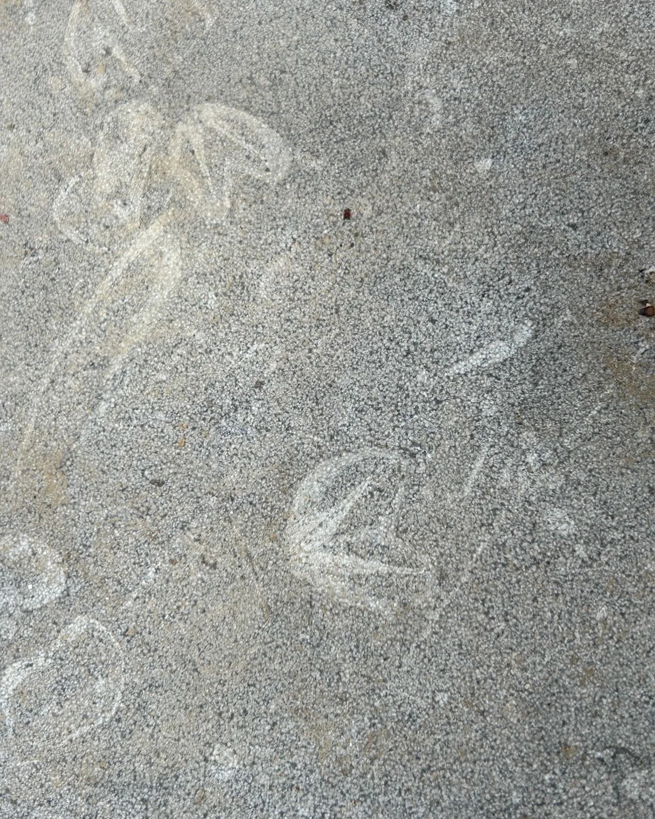 It&rsquo;s not imfossible to have large fossils appear in the stone&hellip;
#BelgianBluestone #NonslipFinishes #NaturalArchitecturalStone #BelleBloo #LegacyArchitecturalStone