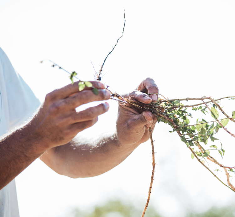 Support Agroecology Commons This Giving Tuesday