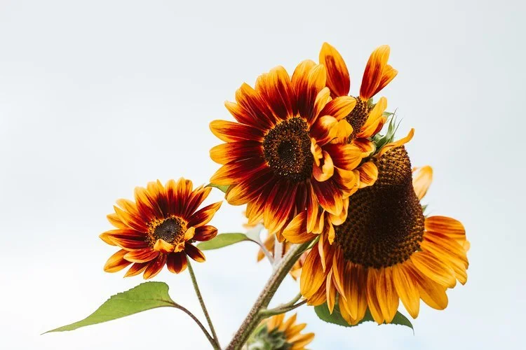 Agroecology Commons’ Summer News Share