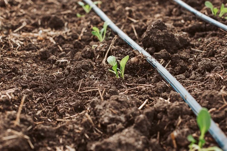 We’re Hiring! Farmer Mobilization: Apprenticeship and Seed Grant Lead