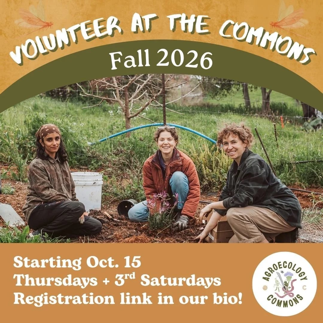 Land Commons Volunteer Day