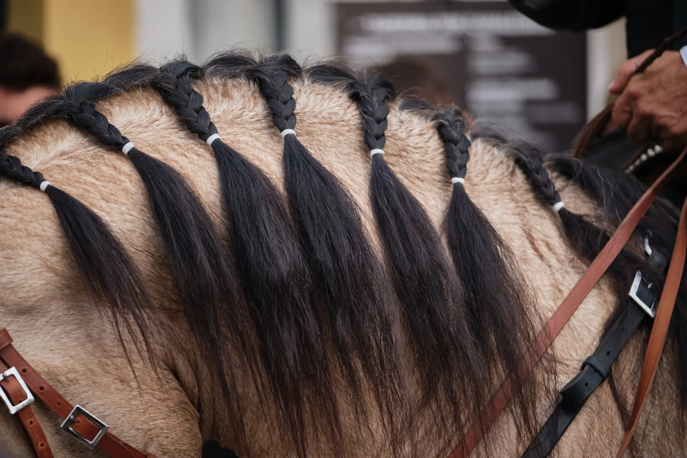 DSCF0295 copy-web1.webp