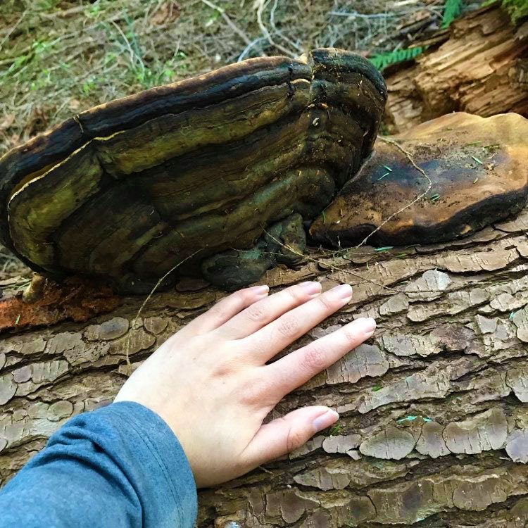 ice man's mushroom.jpg