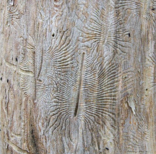 bark-beetle10-6bsm.jpg