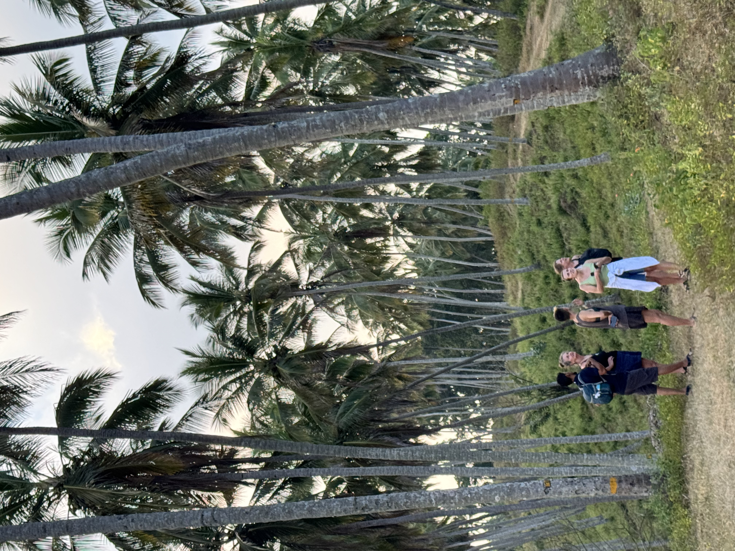 Hikes through the coconuts in Sri Lanka