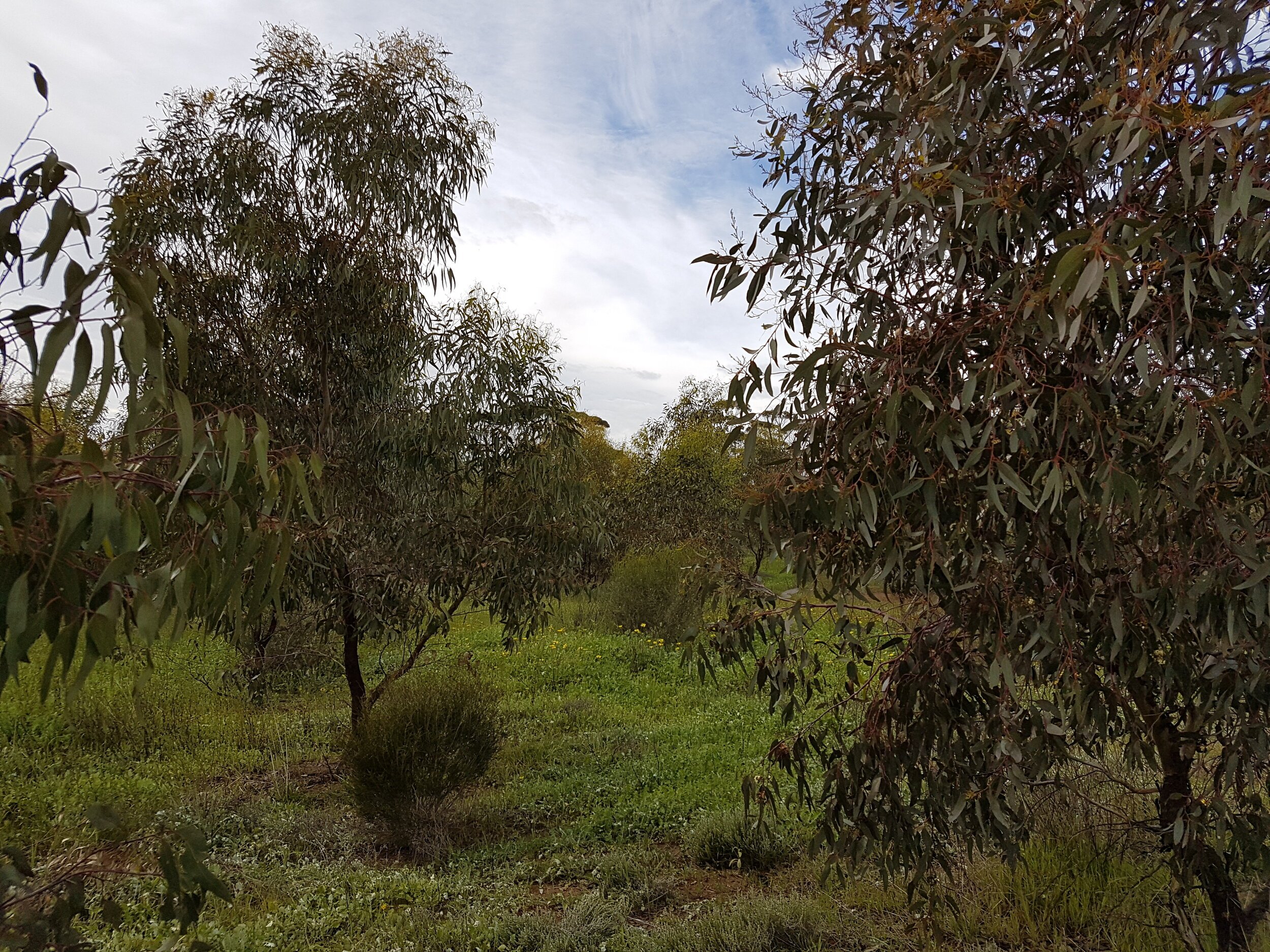 Small-plot Timber Farmers Chimp in Together to Grow Carbon Trade