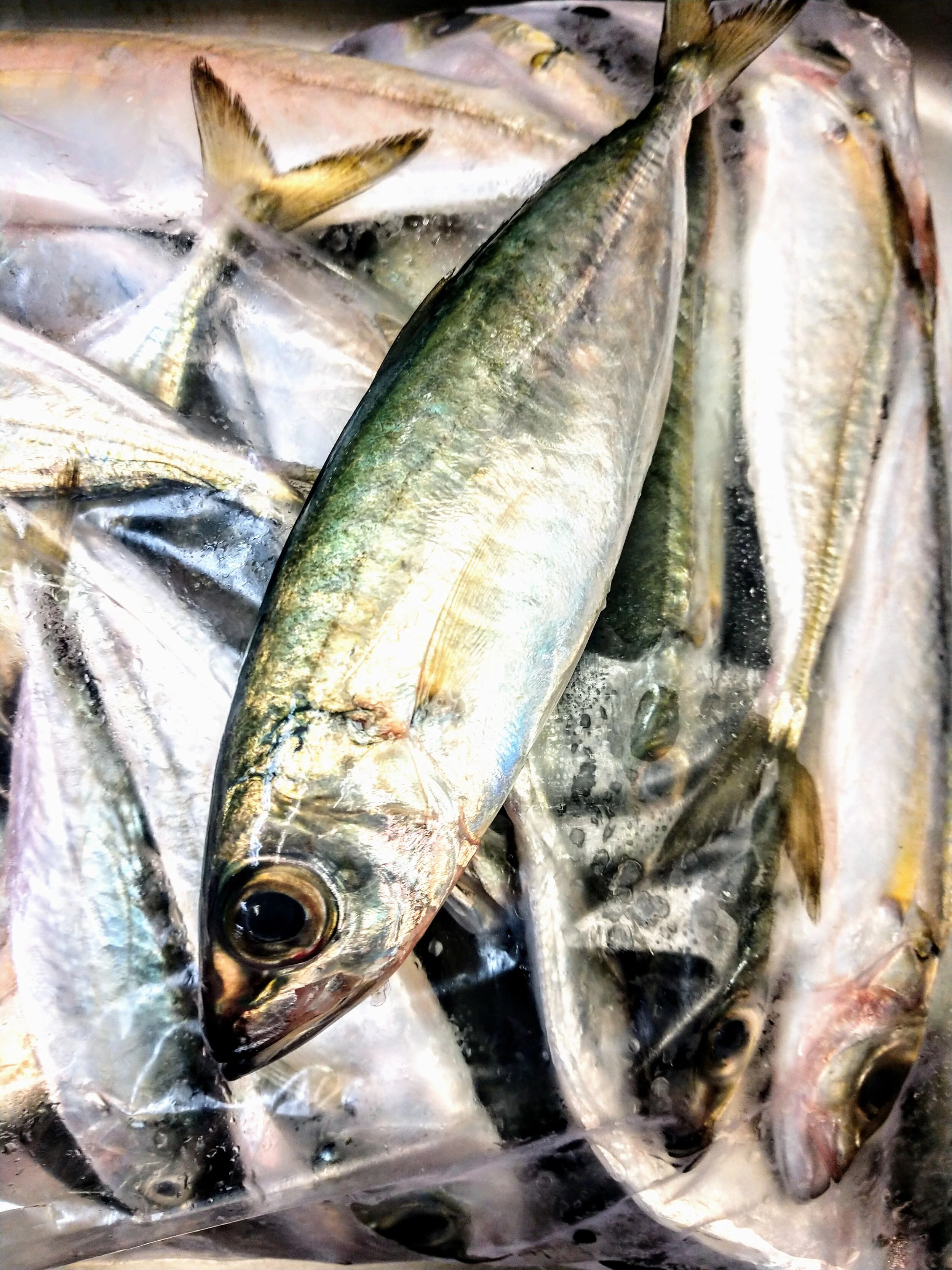 Hawaii Style Sardines