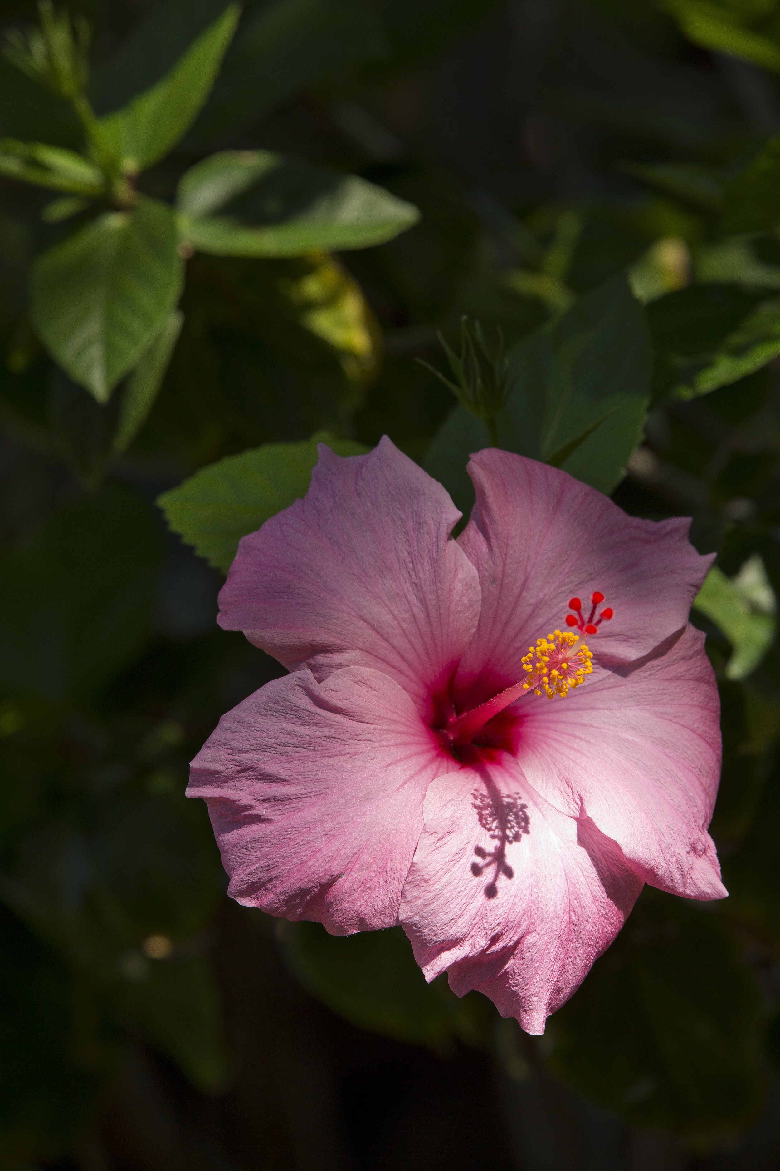 5C7A1080.jpg