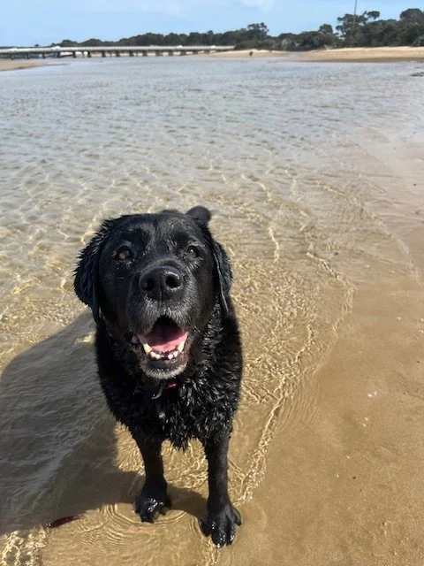 Dehydration in Dogs : Prevention During Heatwaves &amp; Summer