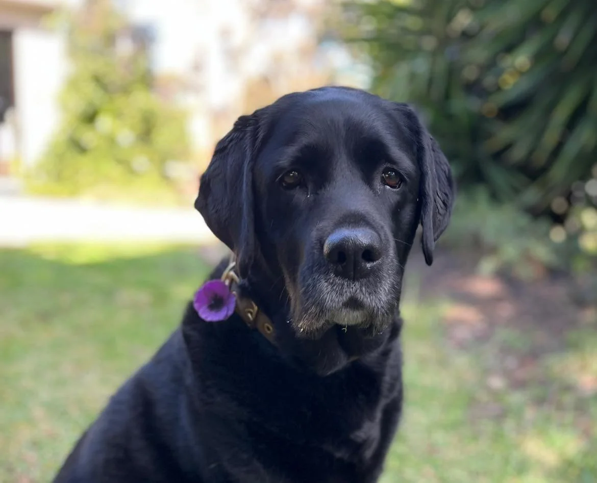 Zali & purple poppy.jpg