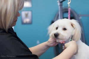 Services — Austin Pet Stylist