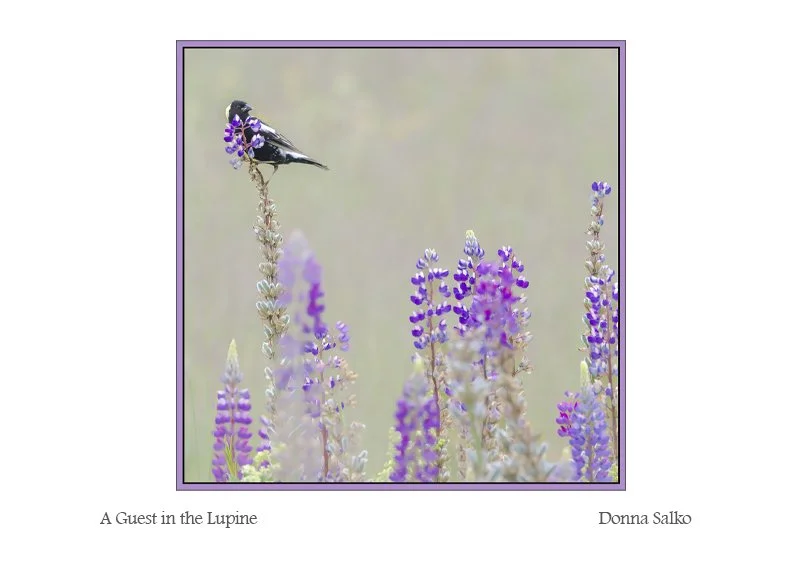 A GUest in the Lupine.jpg