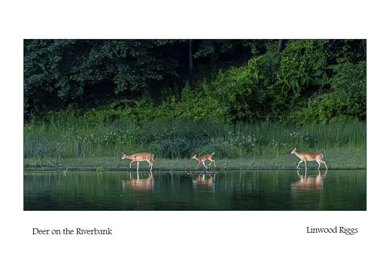 Deer on.jpg