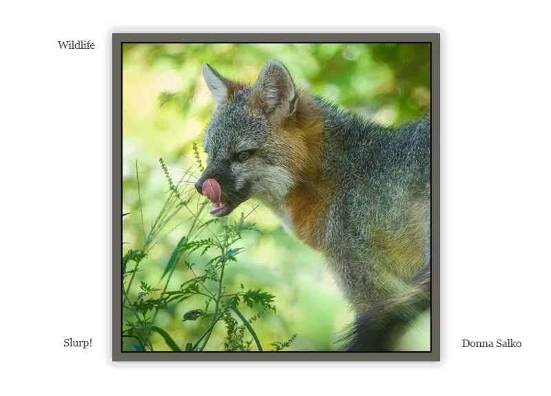 Wildlife.jpg