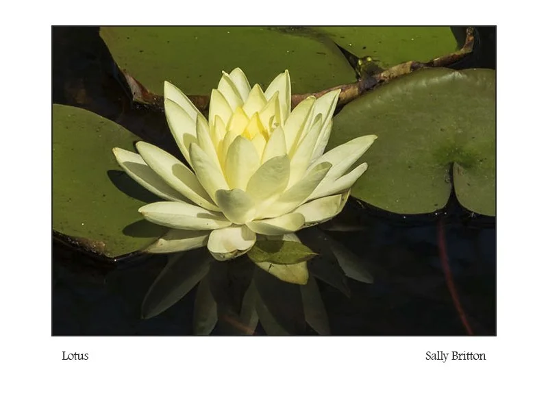 Lotus.jpg