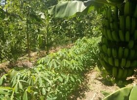 What is the Difference Between Syntropic Farming and Permaculture?