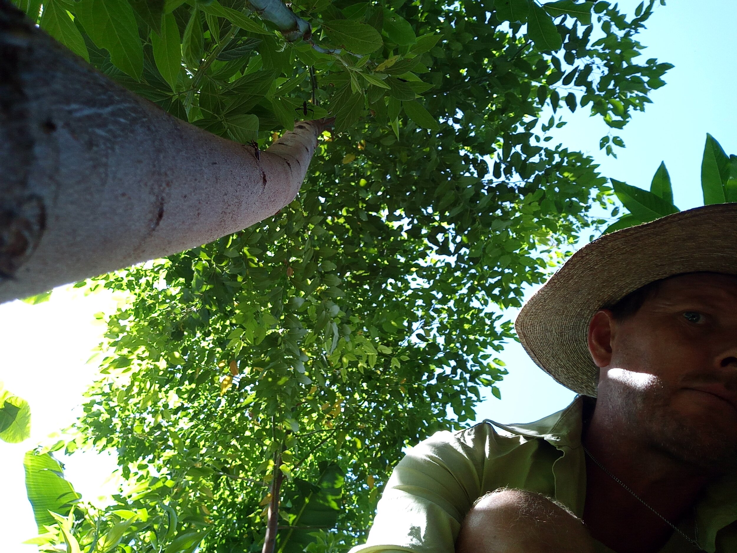 Why Is The Eucalypt So Significant to Syntropic Ag?