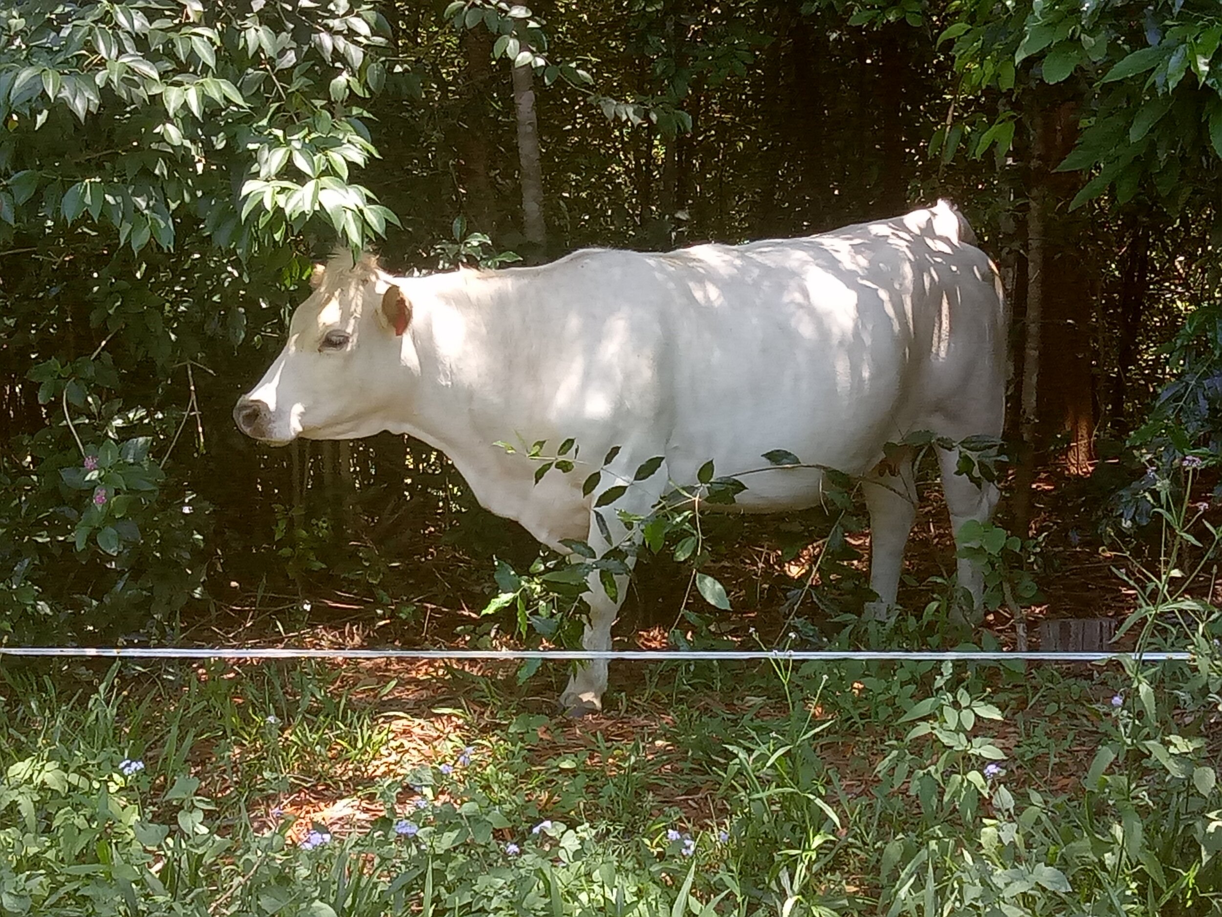 The Synergy Between Holistically Managed Grazing and Syntropic Agriculture