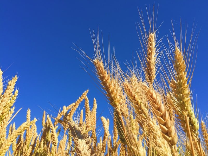 Shock Proof Farming - Why Regenerative Agriculture is The Only Option