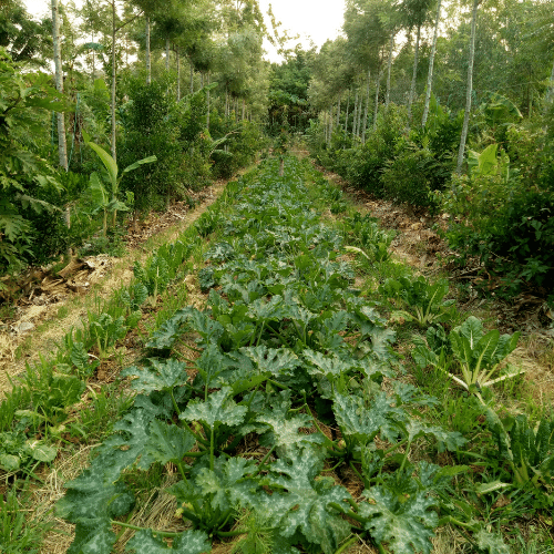 What is Syntropic Farming?