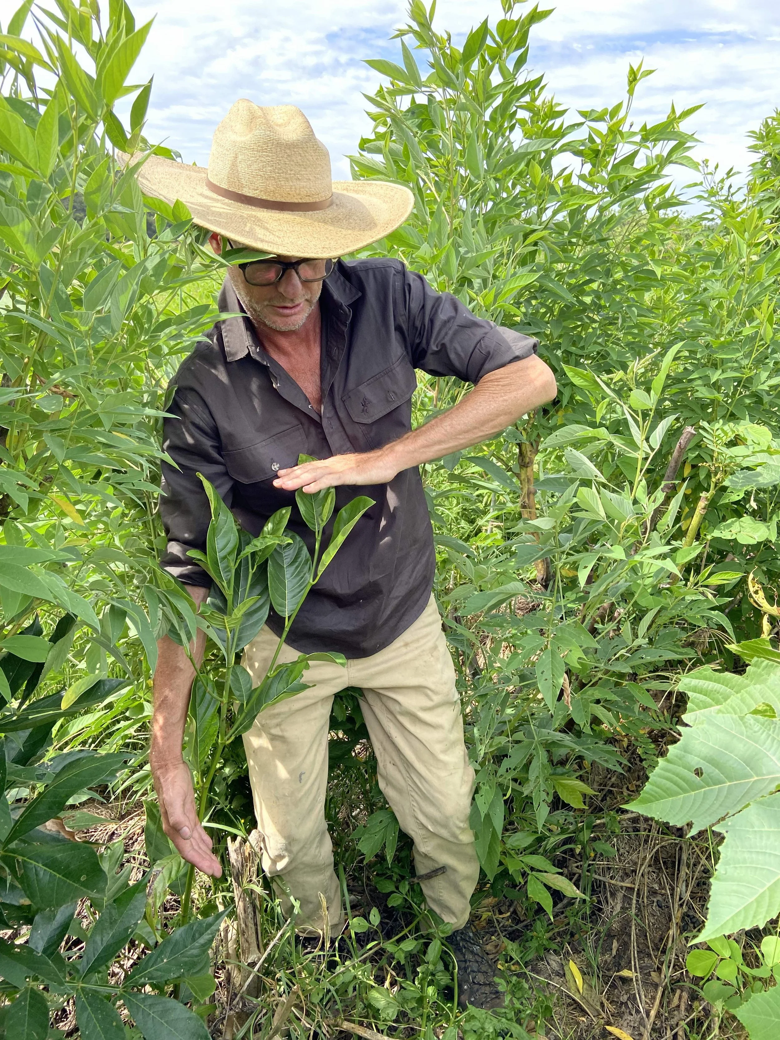 After Pruning in Syntropic Farm Agroforestry