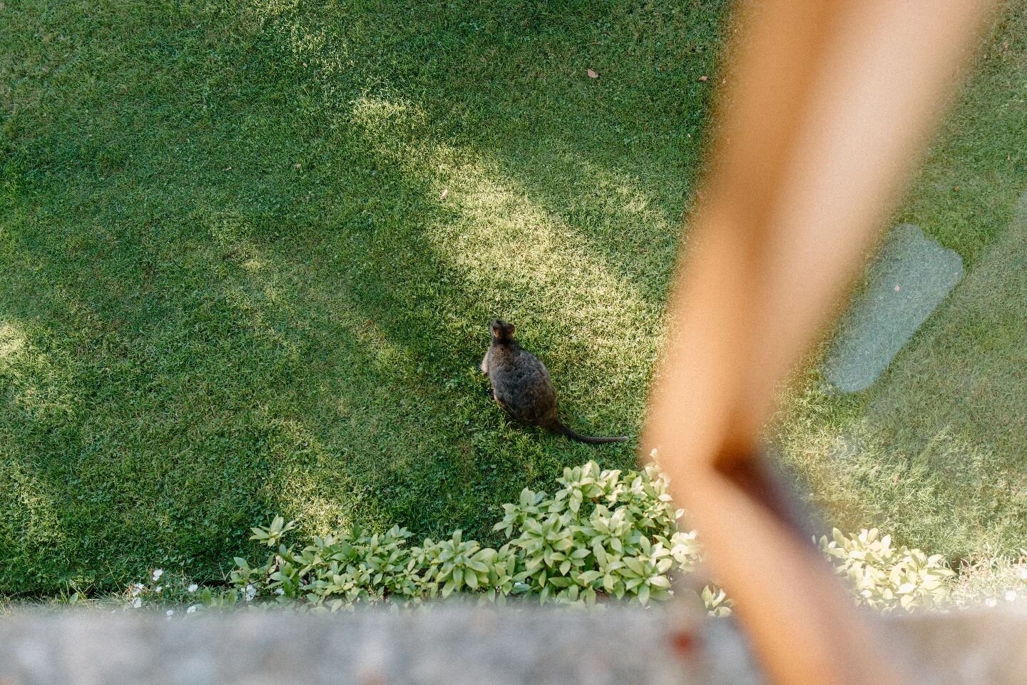 Easter wallaby 🦘

📷 @trustthevision_co

~

#hawthornvillaestate #thestablelofts #tasmania #tasmaniantourism #launceston #hobartandbeyond #tasmaniaplacestostay #discovertasmania #tassiestyle #countrystylemag #australiantraveller #tasmanianweekender 